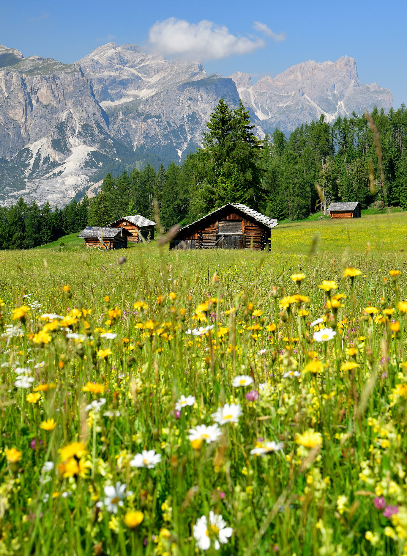 prato fiorito in Alta Badia d'estate, sullo sfondo casette in legno e le Dolomiti