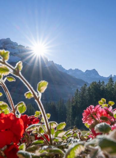 Fiori con vista sulle Dolomiti a La Villa in Alta Badia